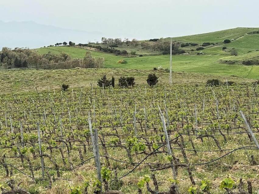 migliori vini della sardegna classifica vinodabere 2026