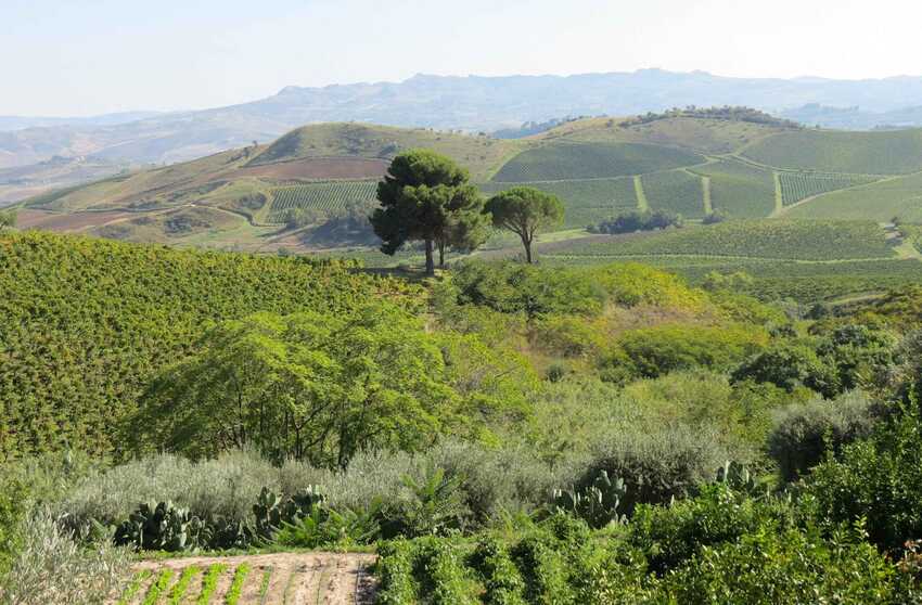 migliori vini della Sicilia 2026 classifica