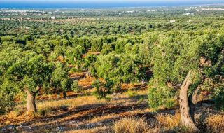 migliori vini della Puglia 2026 classifica