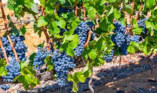 migliori vini italiani 2026 classifica Guida Veronelli