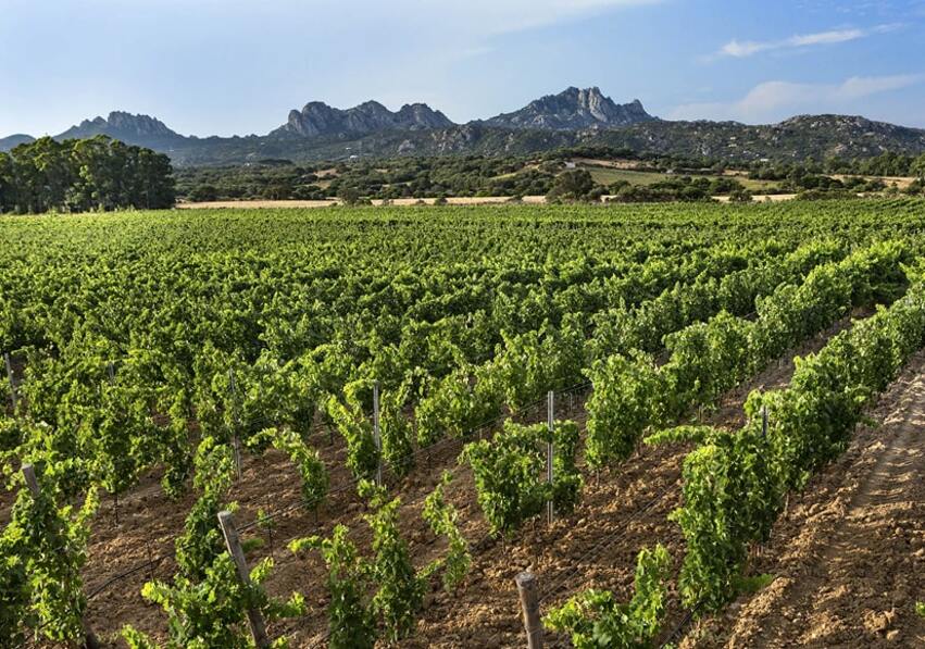 migliori vini sardi 2027 la classifica vinodabere